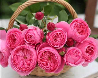 May include: A wicker basket overflowing with vibrant pink roses and several unopened red rose buds. The roses have multiple layers of petals, and the basket has a woven handle. Green leaves peek out from behind the flowers.