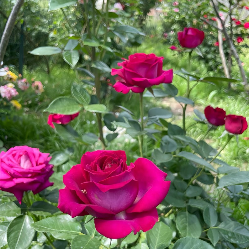 Pu&ograve; includere: Primo piano di rose magenta intenso in piena fioritura. I petali mostrano una sfumatura di colore, con tonalit&agrave; pi&ugrave; scure al centro. Foglie e steli verdi circondano i fiori, su uno sfondo sfocato di fogliame.