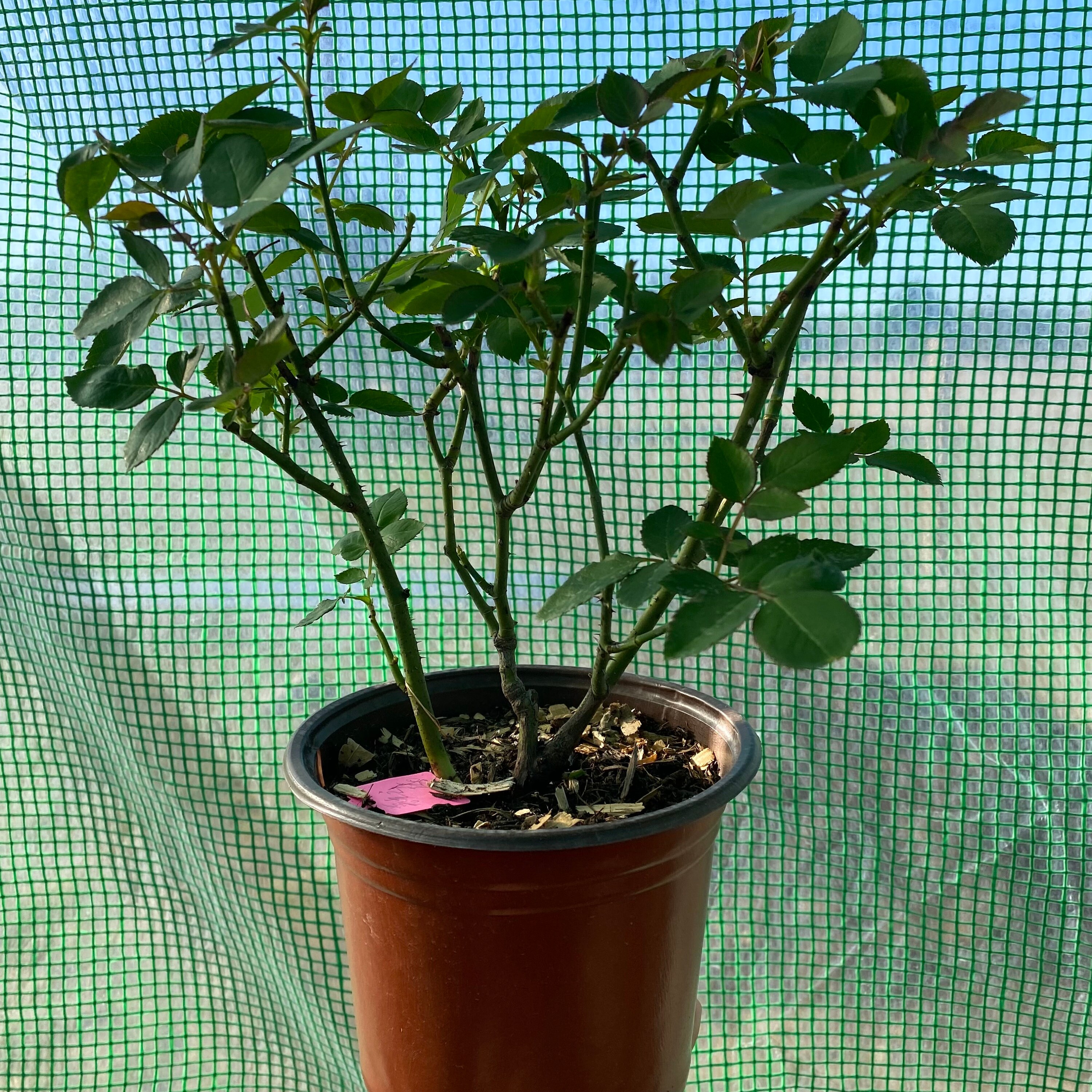 Chinese Rose Jiashu 家书 - Etsy
