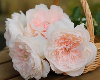 Chinese Rose Jiashu 家书 - Etsy