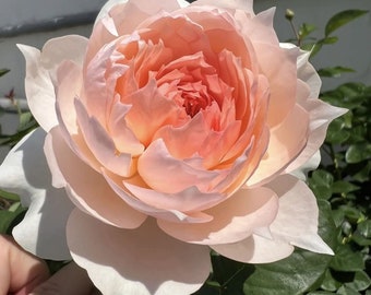 il_340x270.5434909242_hvxj.jpg