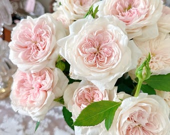 Sabrina. 萨布丽娜