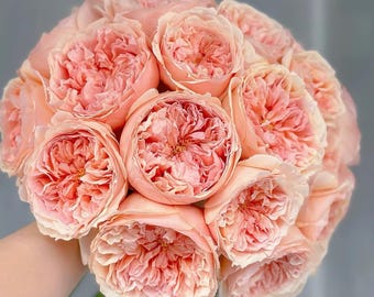 Rose salmanasar 萨尔曼莎 pretty cut rose plant.