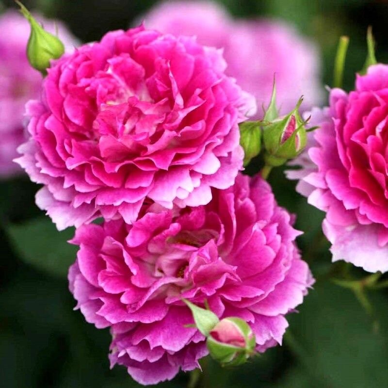 Pink Rose」テンペラ画