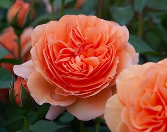 chippendale 音乐馆  Continue Blooming. Own root. Fragrance.