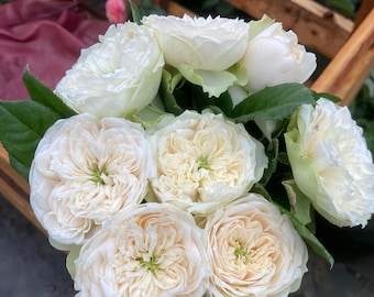 Könnte beinhalten: Ein Strauß weißer und cremefarbener Rosen mit grünen Blättern. Die Rosen haben mehrere Schichten von Blütenblättern, einige sind voll erblüht. Die Blumen sind in einem Holzbehälter angeordnet, mit einem Hauch von rosa Stoff im Hintergrund.