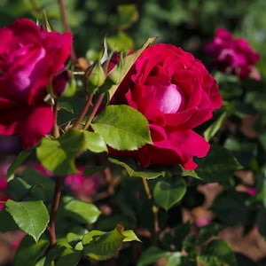 Pu&ograve; includere: Primo piano di rose rosse vibranti in piena fioritura, che mostrano strati di petali e un centro rosa chiaro. Le rose sono circondate da lussureggianti foglie e steli verdi, creando un'esposizione floreale naturale e colorata.