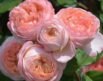May include: Close-up of a cluster of soft pink roses with delicate petals. The roses are in full bloom and have a light, airy appearance.