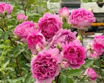 Sheherazade Rose. 天方夜谭 ，Continue Blooming.