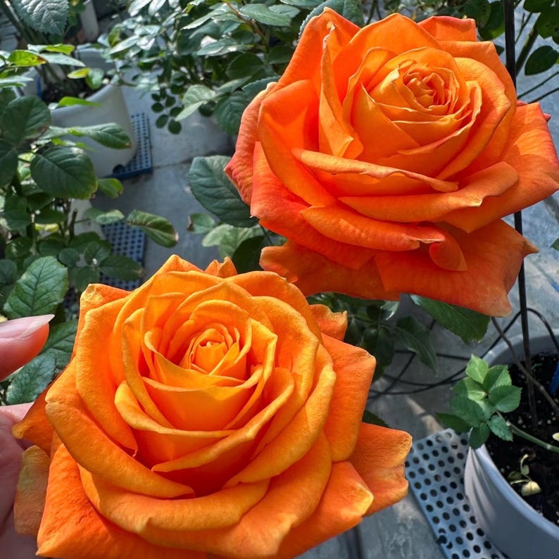 May include: Two vibrant orange roses in full bloom. The petals are layered, creating a textured appearance. Green leaves and a glimpse of a potted plant are visible in the background. The roses are the focal point, showcasing their bright color.