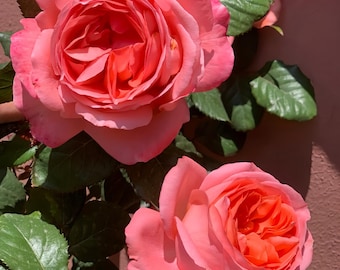 Bijou corail 珊瑚宝珠own root.