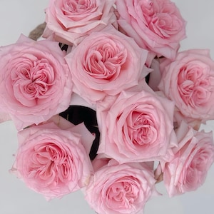Pink o&#39;hara. 粉荔枝，own root. Comes with pot.  Well rooted Healthy plant. Strong fragrance.