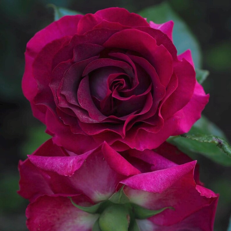 Pu&ograve; includere: Primo piano di due rose magenta intenso con un centro bordeaux scuro. I petali sono strettamente arrotolati al centro, aprendosi per rivelare la forma del fiore. Le foglie verdi sono visibili sullo sfondo, creando un ambiente naturale.