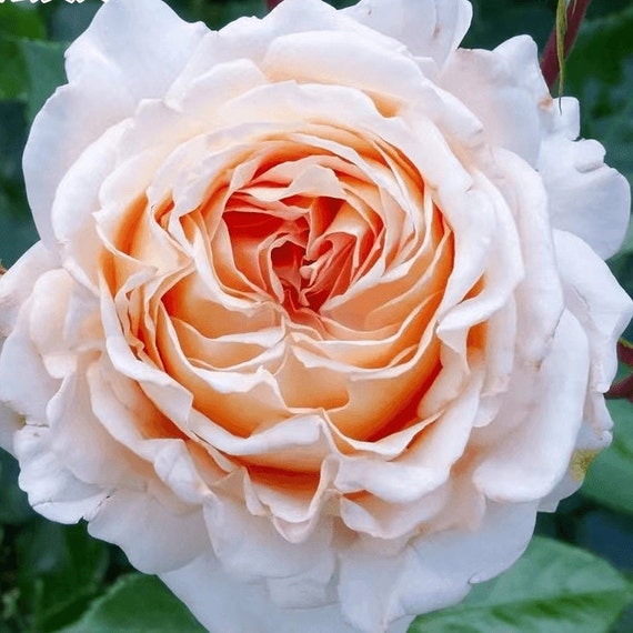 Rose Großherzogin Luise 大公夫人 - Etsy