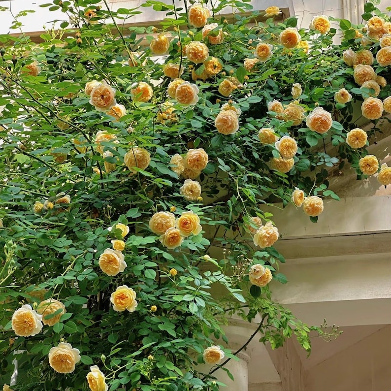 Ausbaker. Climbing Rose Plant. Continue Blooming. Own Root - Etsy