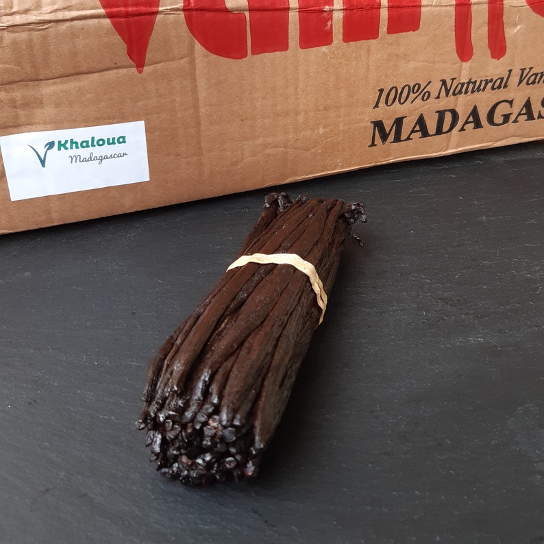 20 Vanilla Bourbon Madagascar 10-12 Centimeters - Etsy