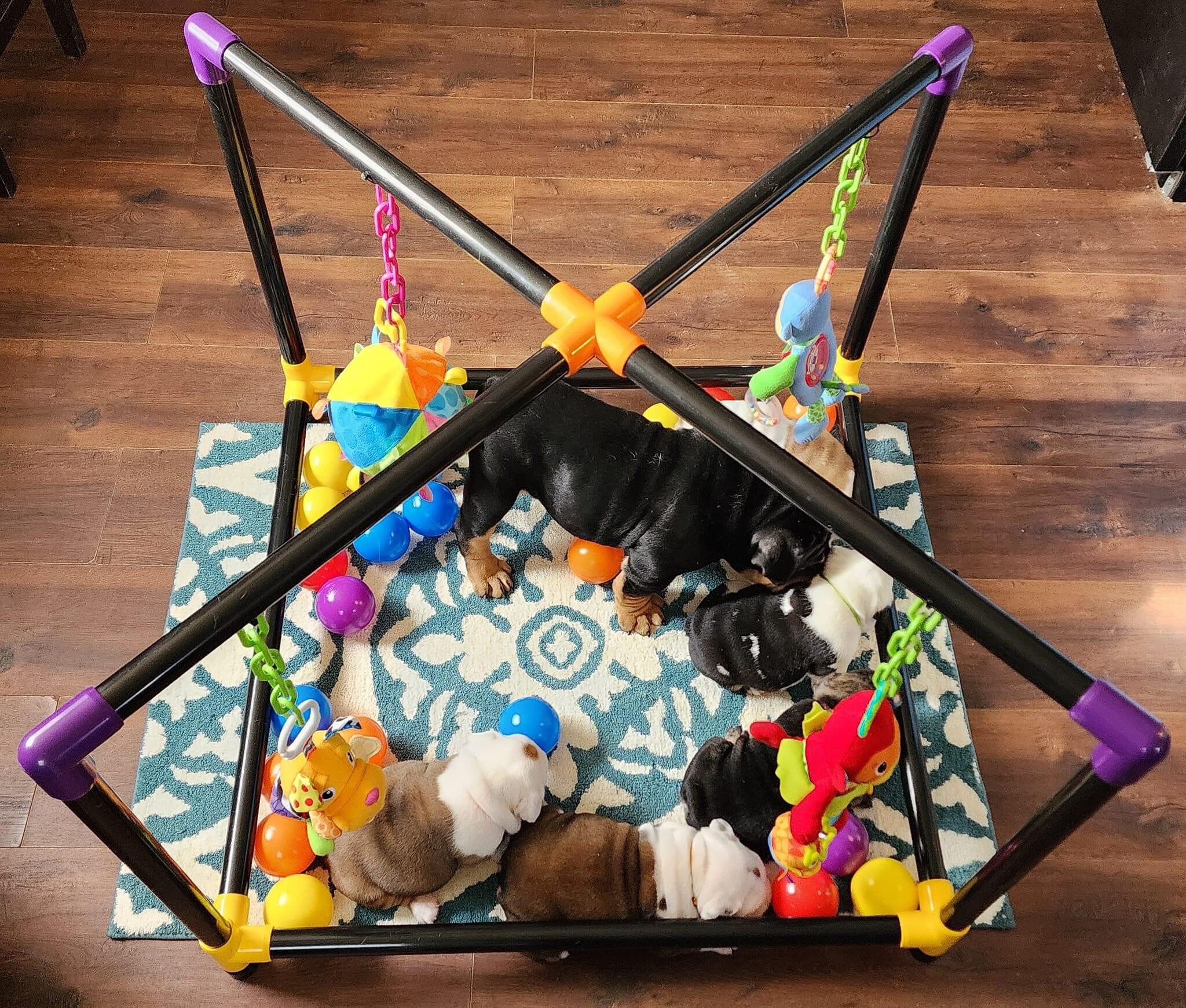 Puppy ball pit hotsell