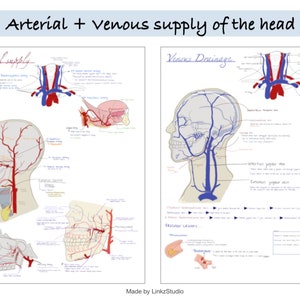Irrigación arterial y drenaje venoso de cabeza y cuello / Anatomía