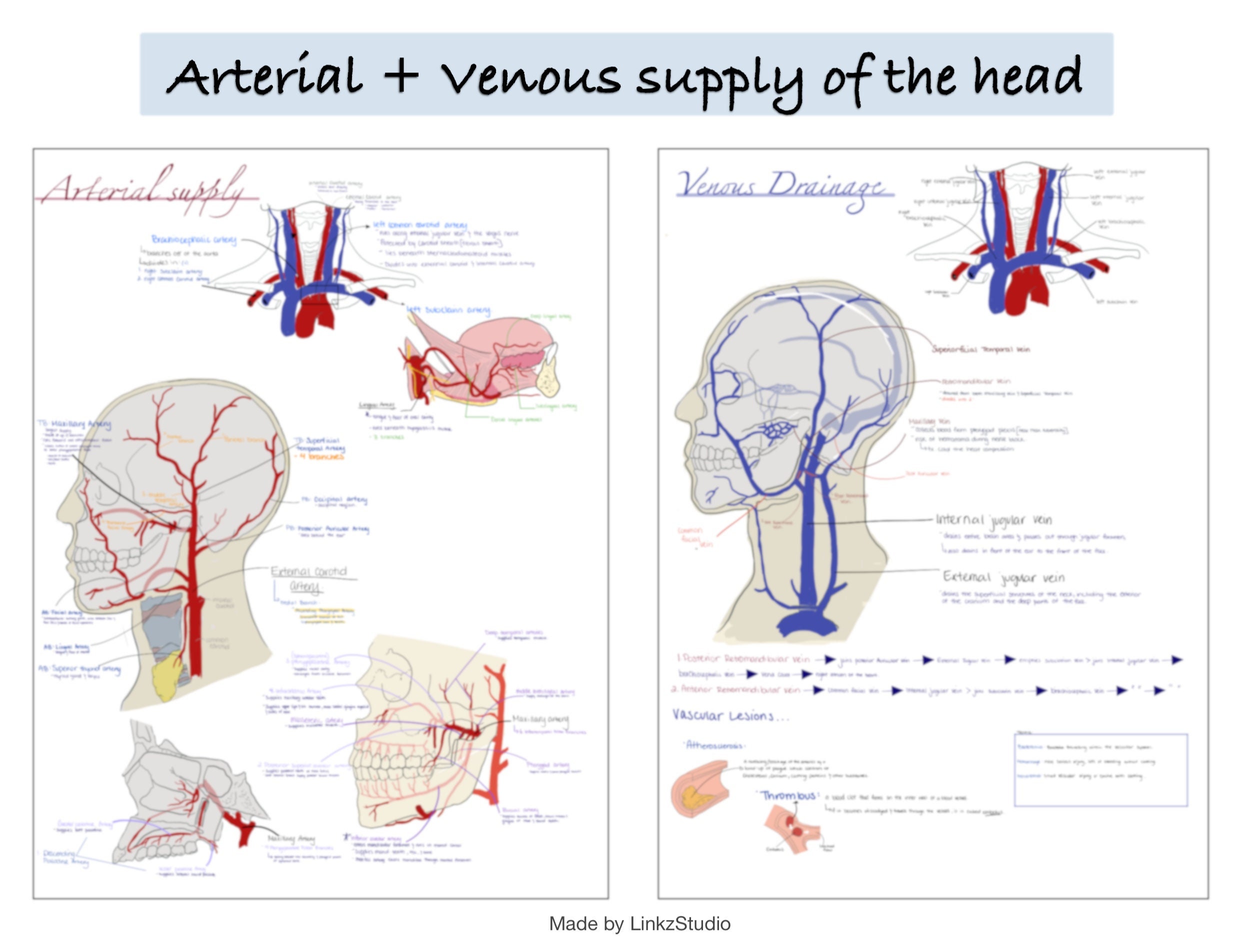 Irrigación arterial y drenaje venoso de cabeza y cuello Anatomía