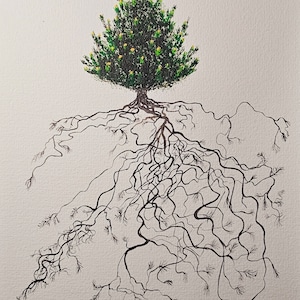 Il progetto Root, dipinto originale a guazzo di pino austriaco / Pinus nigra, A5
