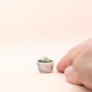 May include: A small cactus plant in a pink and blue ceramic pot. The pot has a hand-painted abstract design.