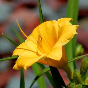 May include: A close-up of a vibrant yellow daylily flower in full bloom. The flower has delicate, ruffled petals and prominent stamens. Green leaves and unopened buds surround the flower, with a blurred background of red and gray.