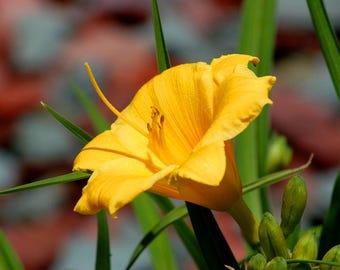 10 Daylily shoots bulbs  – Hemerocallis ‘Stella de Oro’ – Reblooming Golden Daylilly