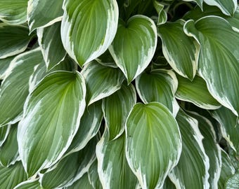 Variegated Hosta ‘Francee’ Plant – White-Edged Shade Perennial, Bare Root Starter