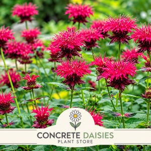 May include: A cluster of vibrant magenta bee balm flowers with spiky, tubular petals and dark green foliage. A white logo at the bottom features a stylized daisy icon above the text CONCRETE DAISIES PLANT STORE in dark green lettering.