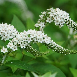 May include: Close-up of white flowers with small, delicate petals clustered along green stems. The flowers are in full bloom, creating a textured appearance against a blurred green background of leaves. The image captures the natural beauty of the plant.