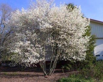 Allegheny Serviceberry Seedling (12–18 Inches) – Amelanchier laevis – Edible Native Fruit Tree – One Plant
