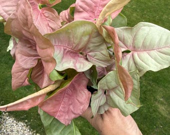 May include: A Syngonium plant featuring arrow-shaped leaves with a variegated color pattern of soft pastel pink and light green. The foliage is dense and layered, displaying prominent veins and smooth textures across the surface of each leaf.
