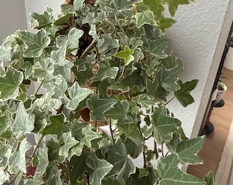 Variegated Glacier English Ivy Starter Plant – 4” Pot | Indoor Hanging Vine | Easy-Care Trailing Houseplant
