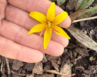 Yellow  Trout Lily Bulbs (Set of 5) – Native Woodland Wildflower | Shade Garden |lSpring Ephemeral Beauty
