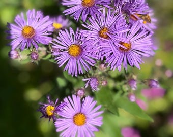 New England Purple Aster Seeds — 100 Count | Native Perennial, Late Season Blooms