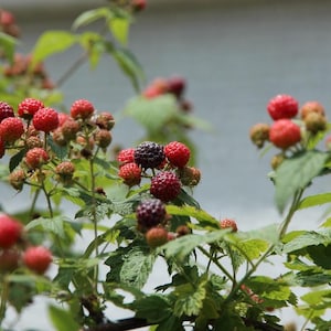 May include: Close-up of a raspberry plant with green leaves and clusters of red and dark purple berries. The berries are in various stages of ripeness, with some still green and others fully ripe.