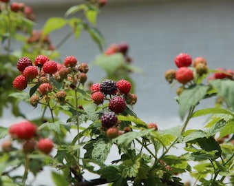 May include: Close-up of a raspberry plant with green leaves and clusters of red and dark purple berries. The berries are in various stages of ripeness, with some still green and others fully ripe.