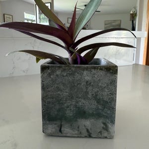 May include: A potted plant with long, purple and green leaves. The plant is in a square, gray concrete planter. The planter sits on a white surface. The plant's leaves have a striking color contrast.