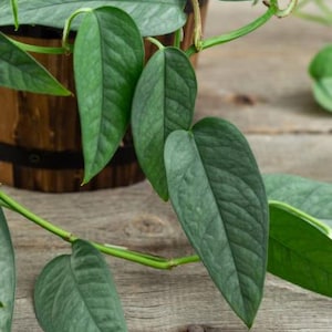 May include: Close-up of a houseplant with large, textured, green leaves. The plant is in a wooden pot with a dark band. The leaves have a slight blue-green hue and are arranged on a wooden surface.
