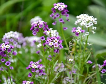 Large Established Dame’s Rocket Plants (3) – Mixed Colors – Shipped Bare Root – Cottage Garden Perennials