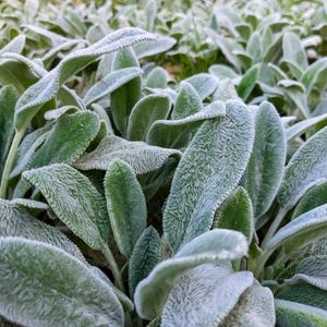 Live Lamb’s Ear Plant Divisions – Soft, Silvery Perennial – Easy to Grow Groundcover – Stachys byzantina 1QT