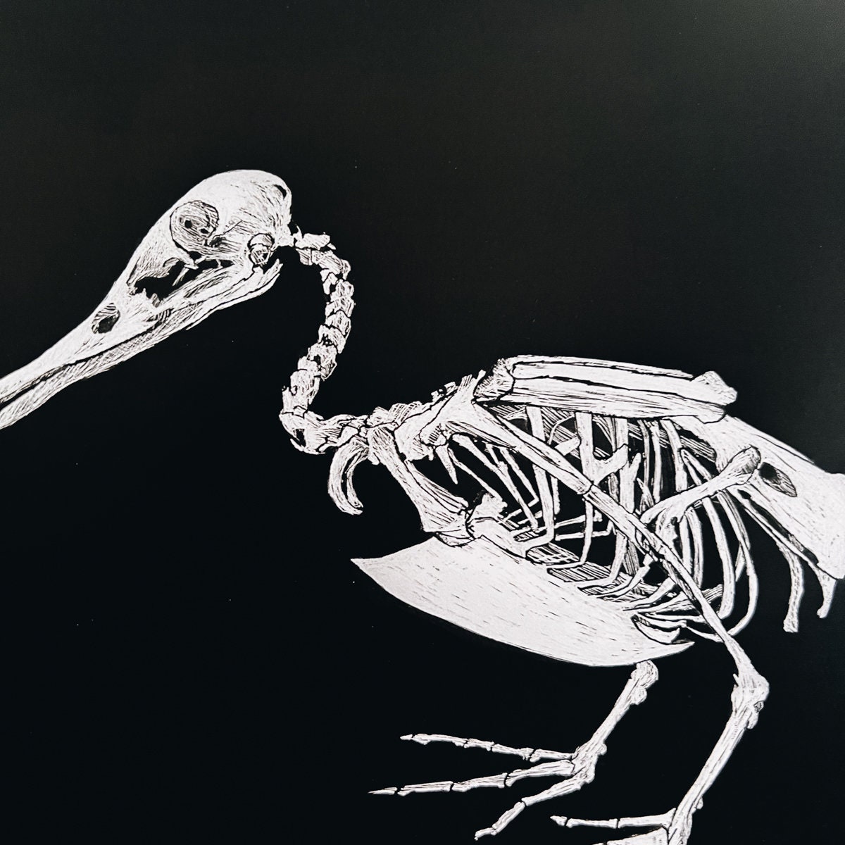 PLEASE READ DESCRIPTION Duck Skeleton Scratchboard Art Print Gothic