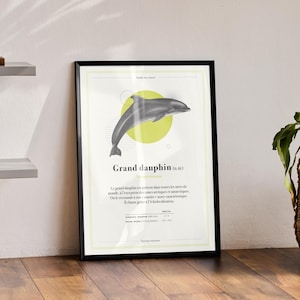 Bottlenose dolphin - illustration