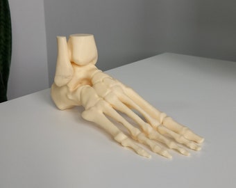 Bones of the Human Foot - White Bones of the Foot - Real Foot Anatomy