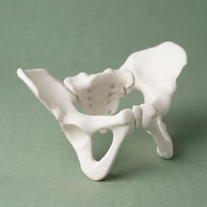 3D Printed Pelvis Model – Female Anatomy, Sacrum Bone
