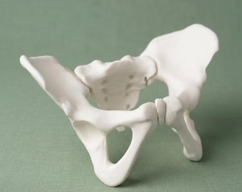 3D Printed Pelvis Model – Female Anatomy, Sacrum Bone