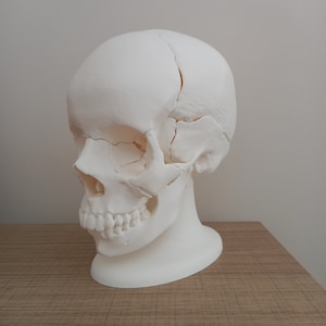 Full Size Anatomically-Correct 18-Piece Magnetic Human Skull Model