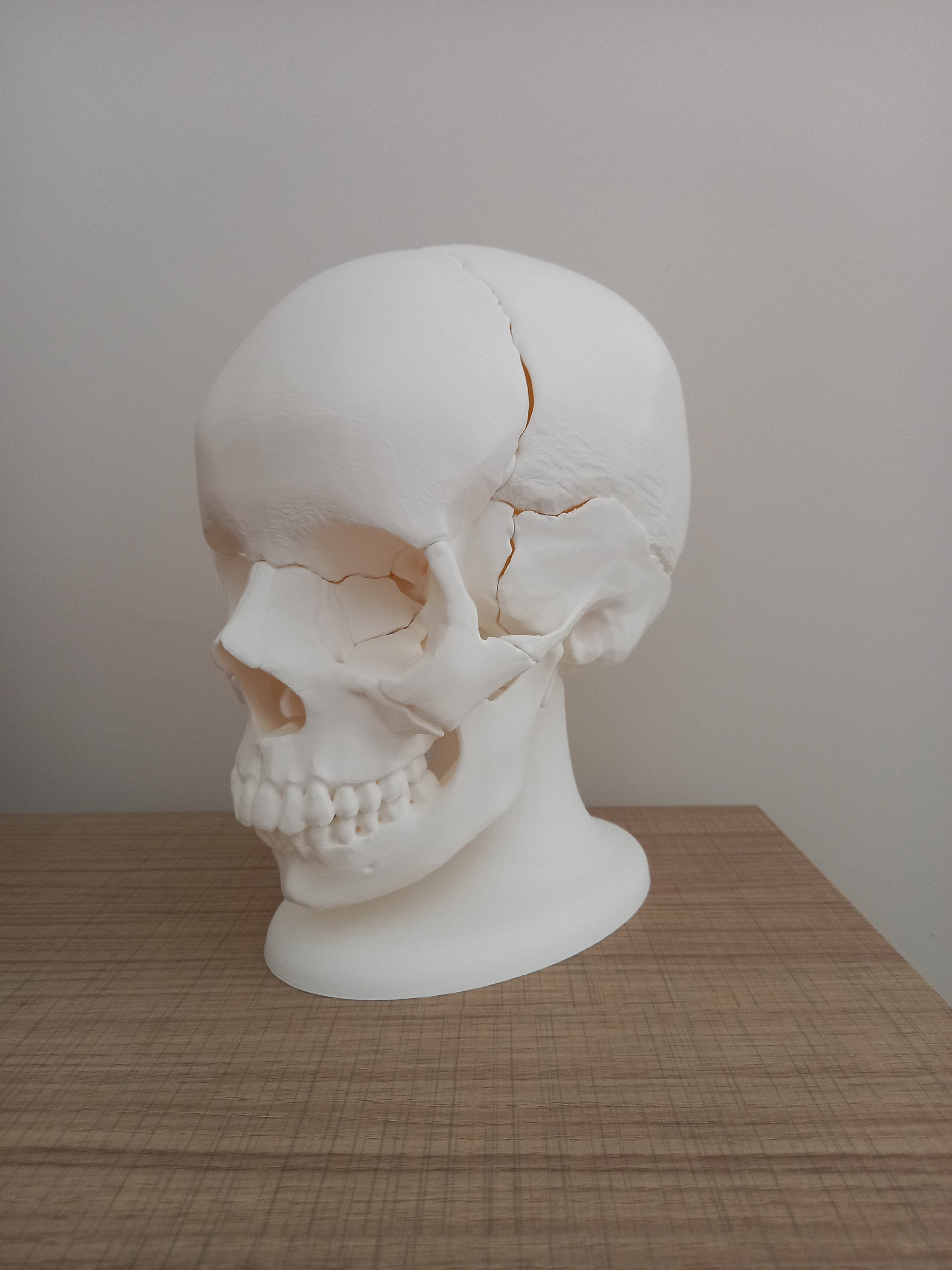 Full Size Anatomically-correct 18-piece Magnetic Human Skull Model