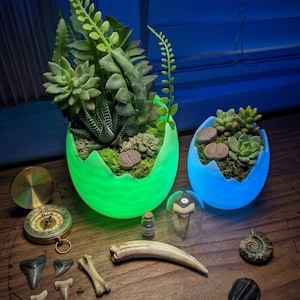 以下が含まれることがあります： 多肉植物と苔が入った2つの光る卵型プランター、真鍮製のコンパス、数本のサメの歯、小さな骨の破片、アンモナイトの化石、三葉虫、そしてガラスドームに入ったサメの歯が並べられています。