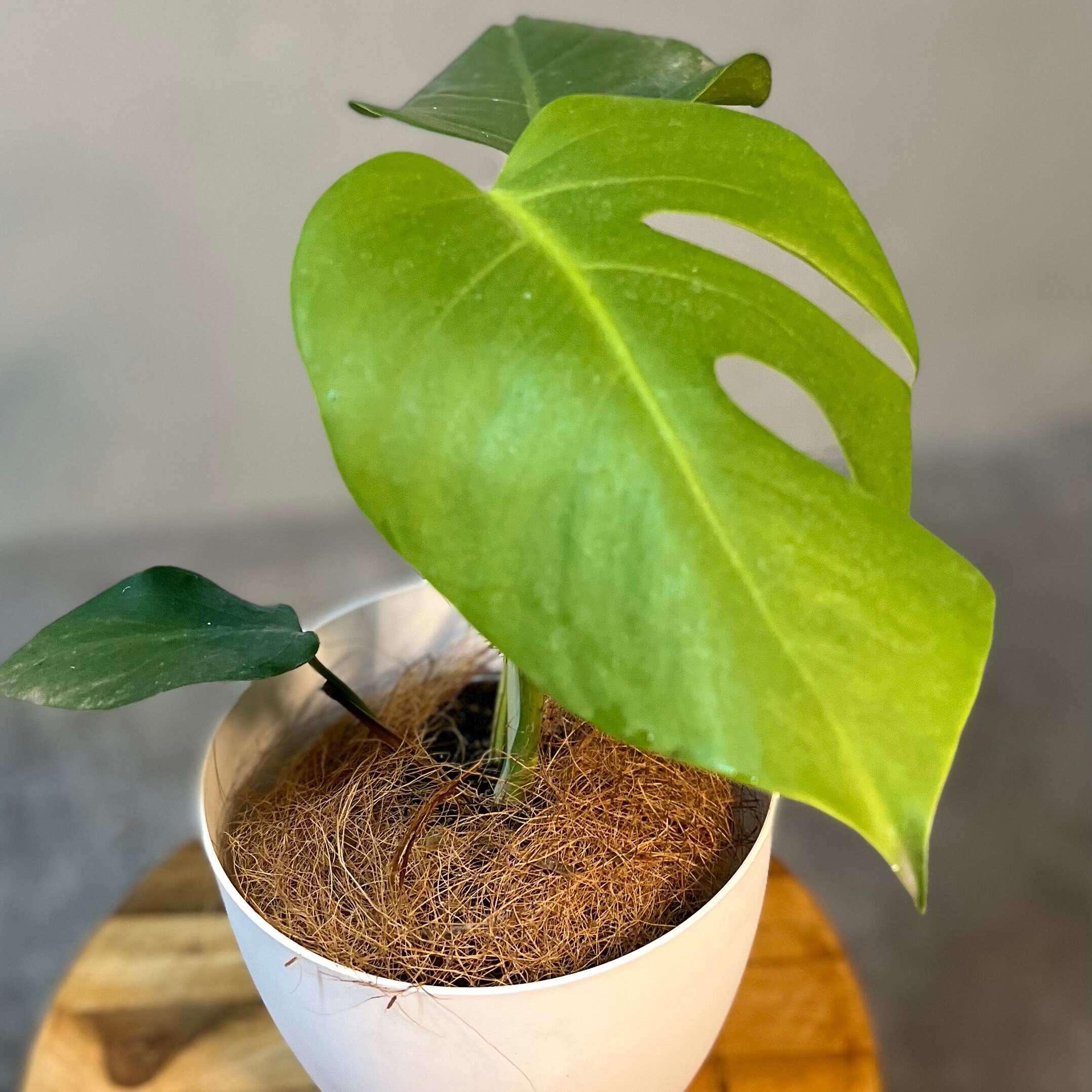 Monstera Thai Constellation by LEAL PLANTS ECUADOR| Monstera Live Indoor  House Plants Swiss Cheese Plant | Deliciosa Live Plant|Monstera Live Indoor